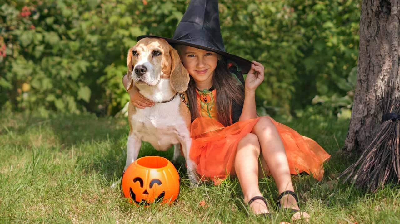 How Dog Training Elite Evolved and Set New Standards Halloween Isn't Dog Training: Why Trainers Say the Holiday Can Make Fear Worse