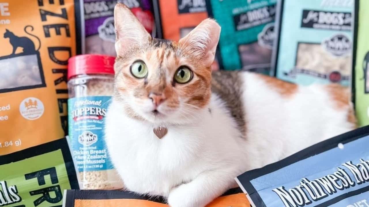 How Pet Wants Evolved and Set New Standards Photo of cat and Pet Wants products