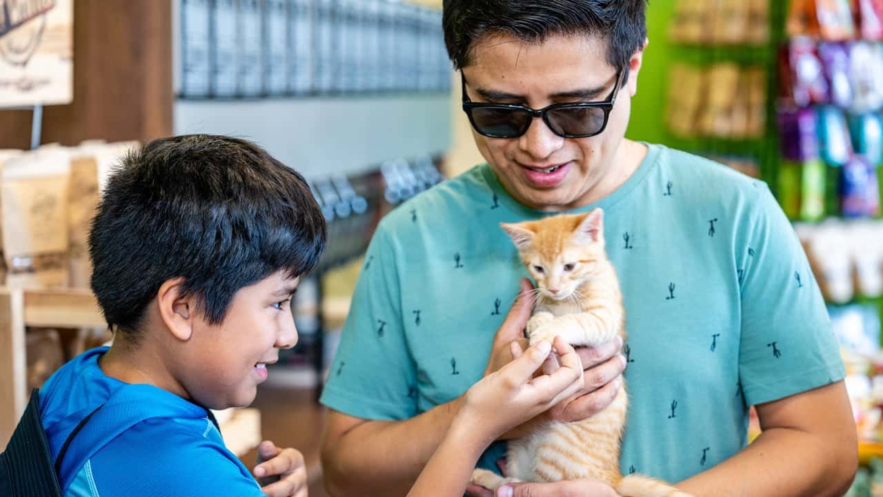 How Pet Wants Evolved and Set New Standards How Pet Wants Stands Out in the Competitive Cat Nutrition Market